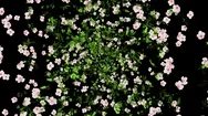 Flowers Explosion Animation Background Backdrop.  Stock Footage