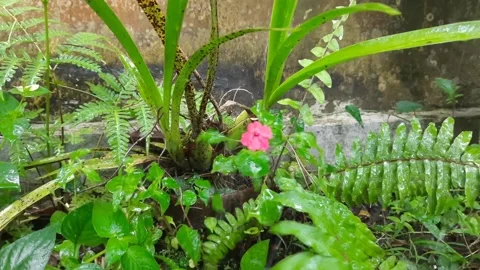 Flowers exposed to artificial rain Stock Footage 220911129