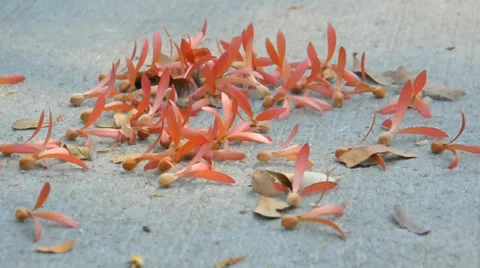 Flowers that fall on the floor was blown away Stock Footage 36560363