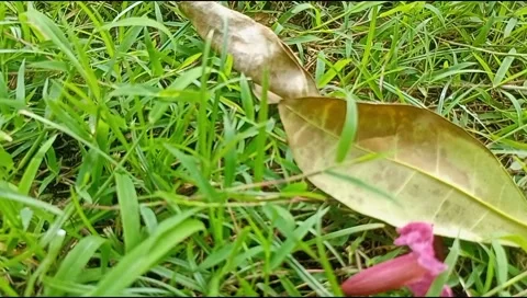 Flowers fall on green grass Stock Footage 221103446