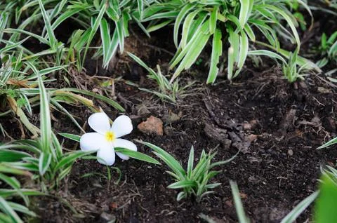 Flowers falling on garden, background. Stock Photos