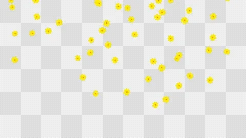 Flowers Falling isolated on transparent background in 4K with alpha channel 스톡 동영상 148999801