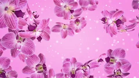 Flowers Falling Orchid Stock Footage 145201544