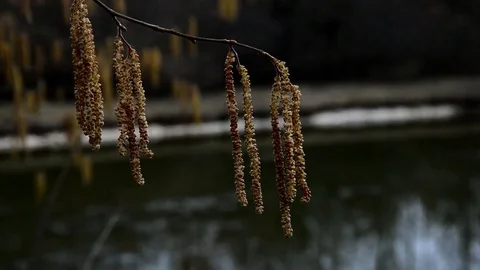 Flowers fasticles of Common hazel Corylus Avellana above garden pond Stock Footage 104664856