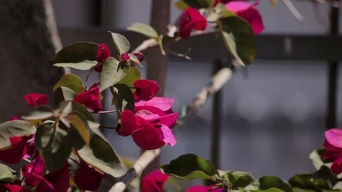 Flowers on the fence Stock Footage 74409259