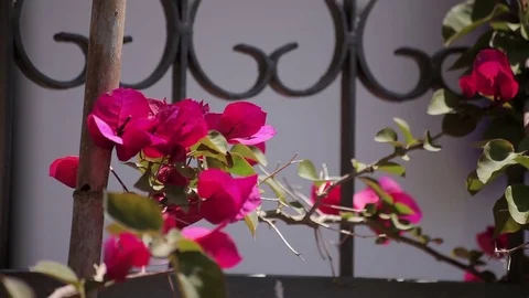 Flowers on the fence Видео 74409707