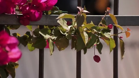 Flowers on the fence Stock Footage 74410431