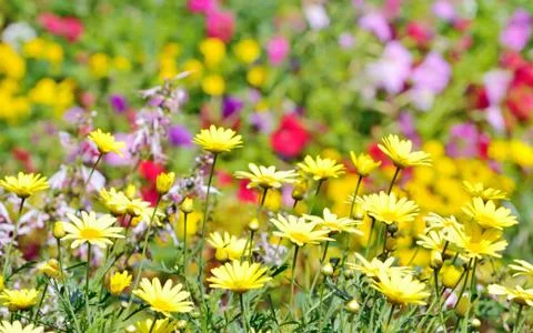 Flowers field background Stock Photos
