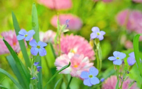 Flowers field background Stock Photos
