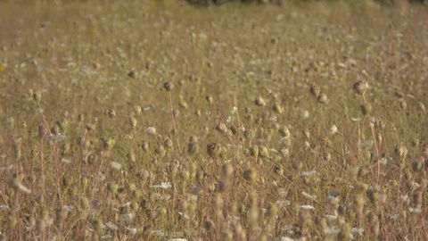 Flowers in a Field Blowing in the Wind Stock Footage 95943989