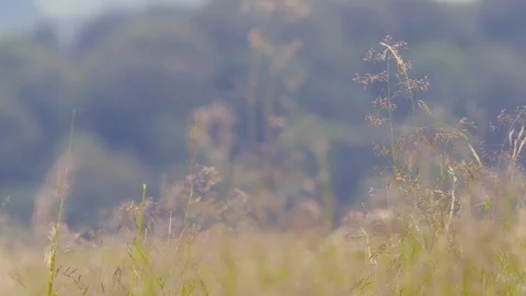 Flowers in field blowing in wind Stock Footage 121665915