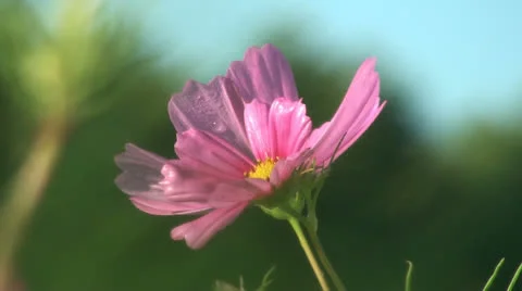 Flowers field of flower Stock Footage 26230392