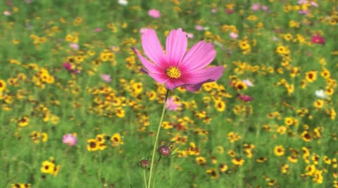 Flowers field of flower Stock-Footage 26235921