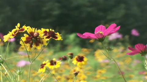Flowers field of flower Stock-Footage 27834700