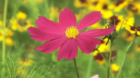 Flowers field of flower Stock Footage 27842200