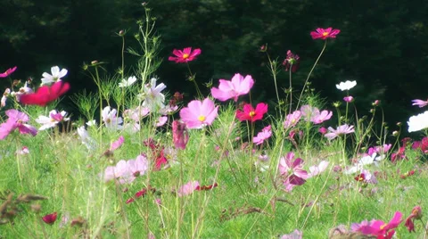 Flowers field of flower Stock Footage 28285901