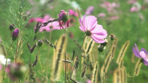 Flowers field of flower Stock-Footage 28380571