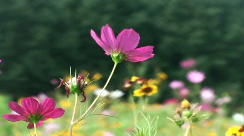 Flowers field of flowers Stock Footage 27843884