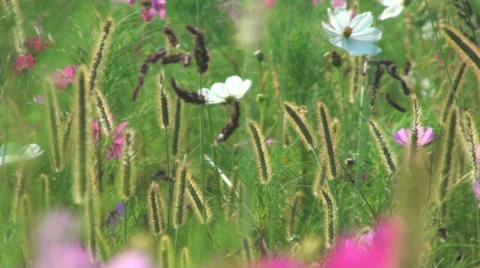 Flowers field of flowers Stock-Footage 28296661