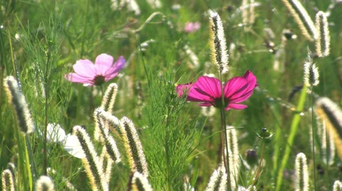 Flowers field of flowers Video stock 29800730