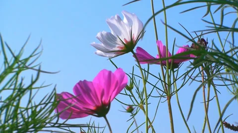 Flowers field of flowers Video stock 30368026