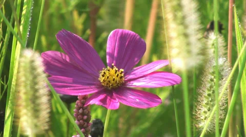 Flowers field of flowers Video stock 30395498
