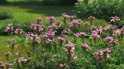 Flowers in a Field Stock Footage 10772753