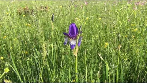 Flowers in the field Stockbeeldmateriaal 12518242