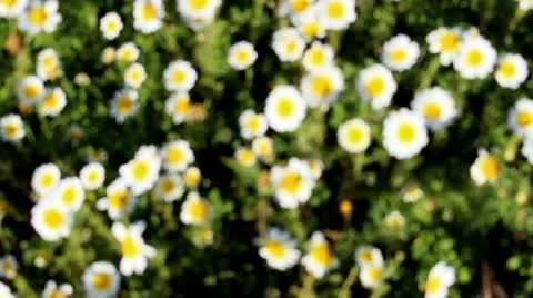 Flowers field Video stock 22167674