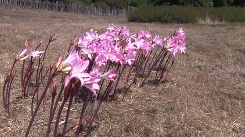 Flowers in the field Video stock 41760129