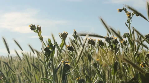 Flowers in a Field Video stock 47622738