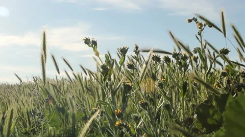 Flowers in a field Stock-Footage 47622877