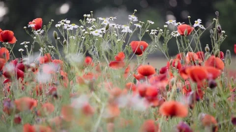 Flowers Field Stock-Footage 50890850