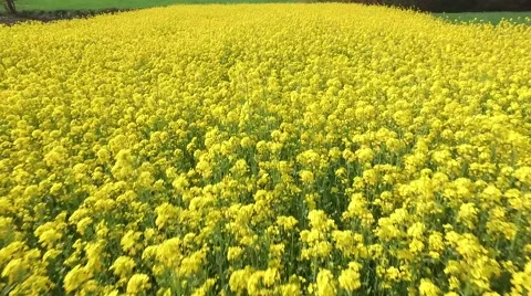 Flowers in the field Stock Footage 64205302