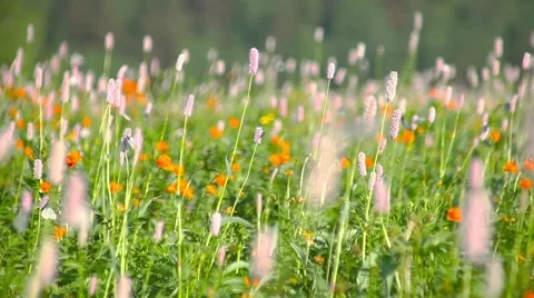 Flowers in a field Stock Footage 66418729