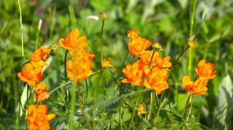Flowers in a field Stock Footage 66418750