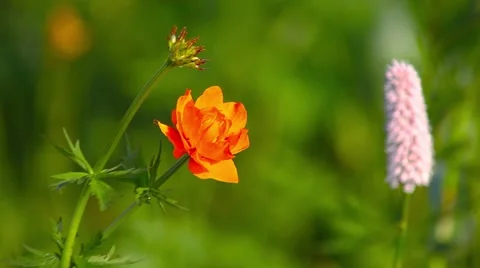 Flowers in a field Stock Footage 66418782