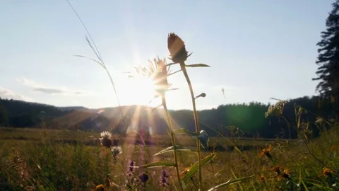 Flowers in the field 스톡 동영상 80133668