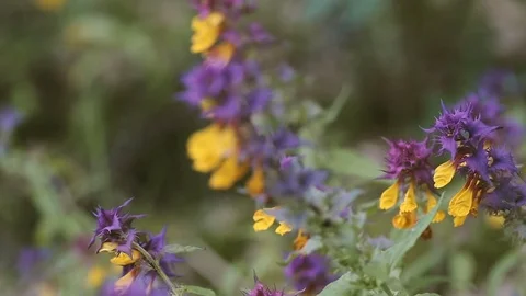 Flowers in a field Vidéo 80155388