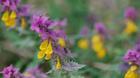 Flowers in a field Video stock 80155537