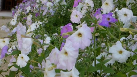 Flowers Of The Field Stock Footage 93735718
