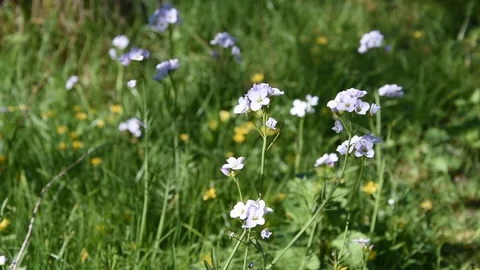 Flowers in the field Stock Footage 127720421