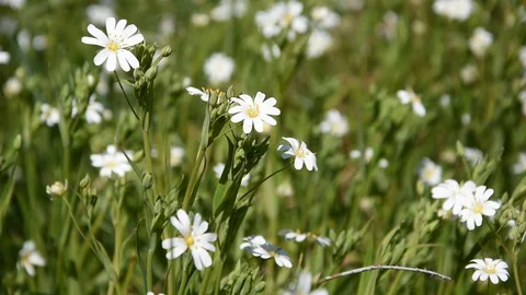 Flowers in the field Stock Footage 128067328