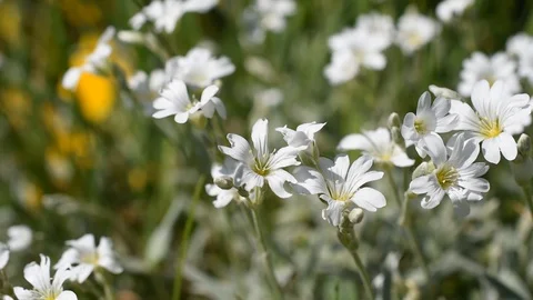 Flowers in the field Stock Footage 129156036