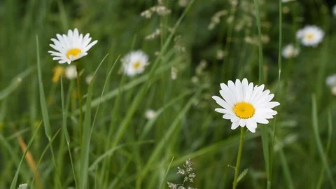 Flowers in the field Stock Footage 129704945