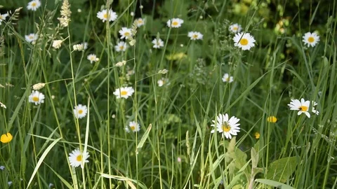 Flowers in the field Stock Footage 130002841