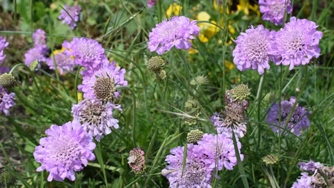 Flowers in the field Stock Footage 130757783