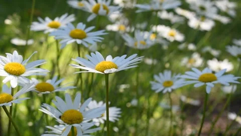 Flowers in the field Stock Footage 131075538