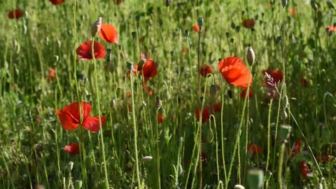 Flowers in the field Stock Footage 131083145