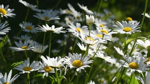 Flowers in the field Stock Footage 131398179